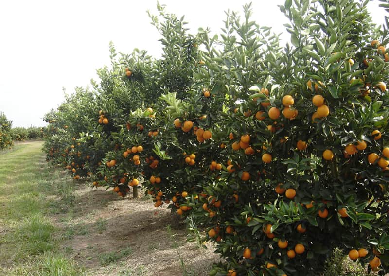 Brasil lança variedades de laranjeira-doce com colheita antecipada e alto padrão de suco 3 Laranjeira