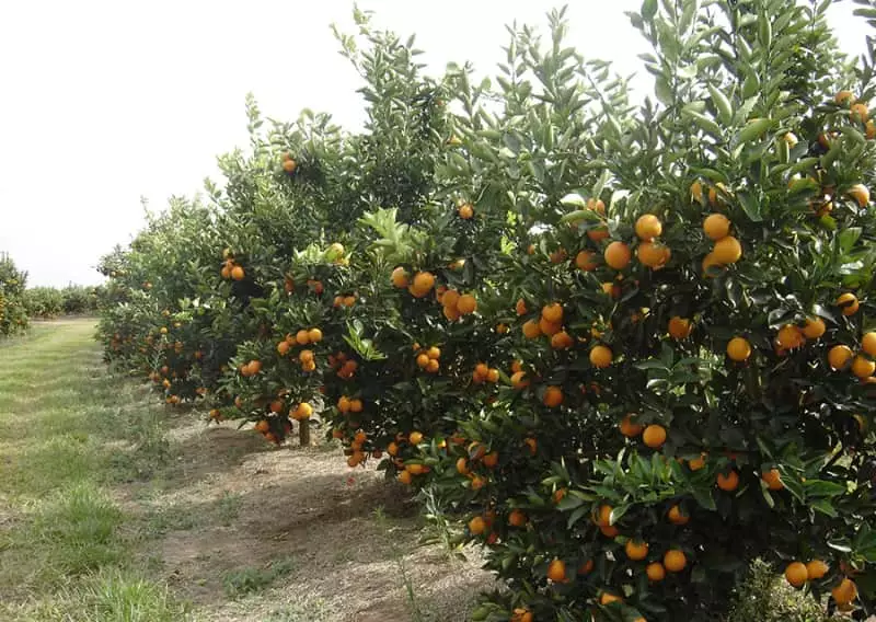 Brasil lança variedades de laranjeira-doce com colheita antecipada e alto padrão de suco 3 Laranjeira
