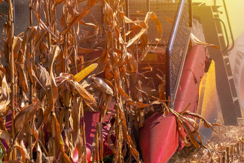 Temperaturas baixas desaceleram colheita do milho em estados produtores, aponta Conab 3 Milho