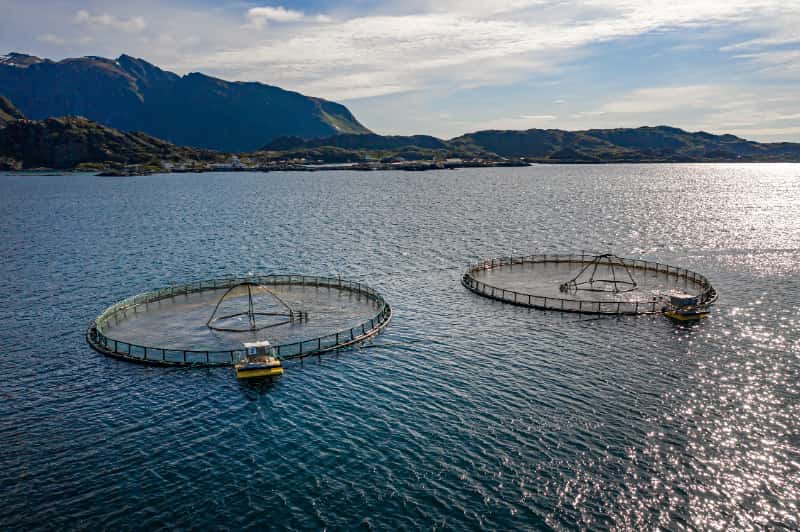 Novo modelo de concessão do Seguro-Defeso reforça critérios e amplia fiscalização 2 Pesca