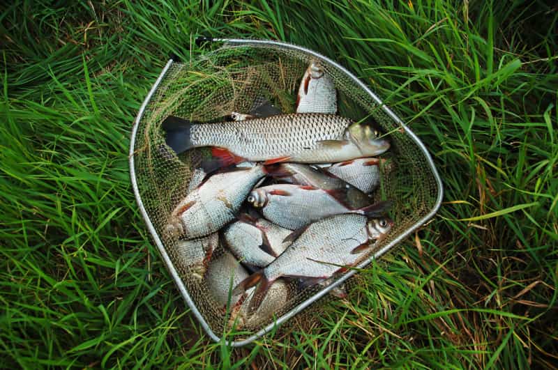 Pescados