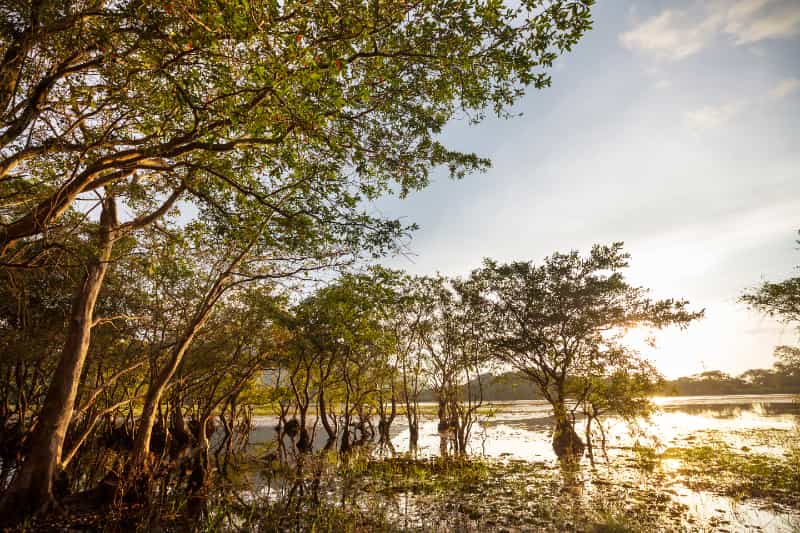 Brasil estabelece novo plano para preservação da biodiversidade 2 Plano para biodiversidade