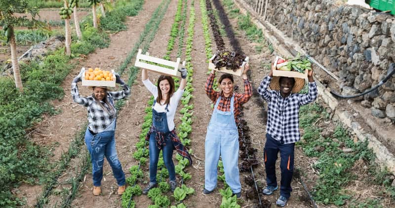 Agricultura familiar terá R$ 89 bilhões em investimentos no Plano Safra 2025/2026 2 Plano-safra-para-cultivos organicos
