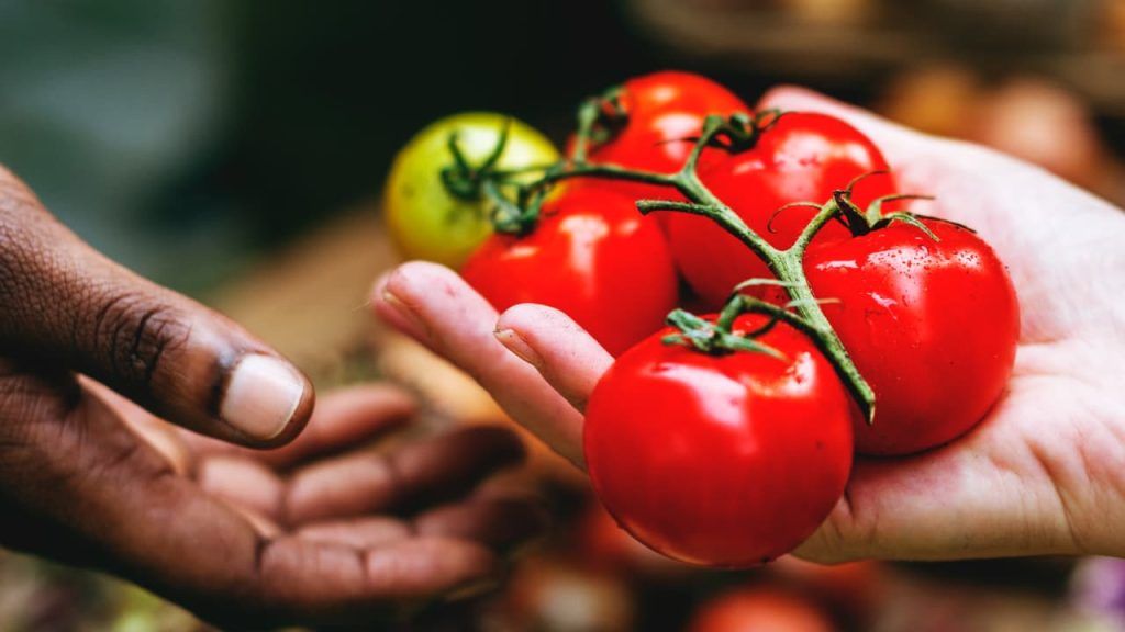 Safra de Tomate 2025 abre quase 250 vagas de emprego em Goiás; veja como se inscrever 3 colheita de tomates