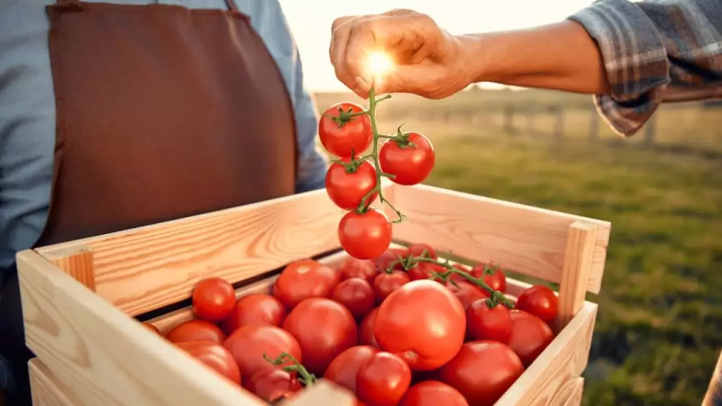 Safra de Tomate 2025 abre quase 250 vagas de emprego em Goiás; veja como se inscrever