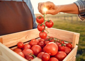 Safra de Tomate 2025 abre quase 250 vagas de emprego em Goiás; veja como se inscrever