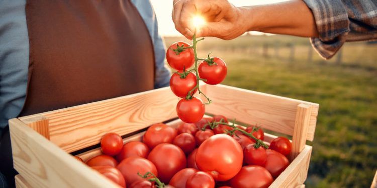 Safra de Tomate 2025 abre quase 250 vagas de emprego em Goiás; veja como se inscrever