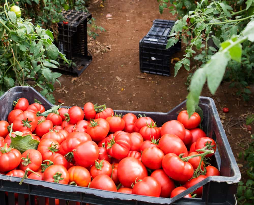 Safra de Tomate 2025 abre quase 250 vagas de emprego em Goiás; veja como se inscrever 2 safra de tomate