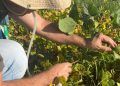 Ações de monitoramento identificam pragas em lavouras de feijão e melancia em Goiás
