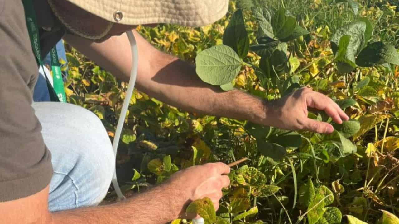 Ações de monitoramento identificam pragas em lavouras de feijão e melancia em Goiás