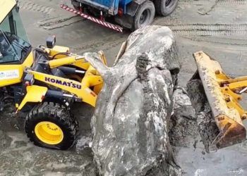 Baleia em decomposição é encontrada encalhada em praia de São Paulo