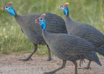 BioParque do Rio confirma caso de gripe aviária em galinhas-d’Angola