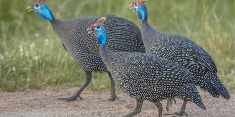 BioParque do Rio confirma caso de gripe aviária em galinhas-d’Angola