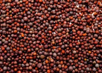 Brasil abre mercado para sementes de canola na África do Sul e produtos pet no México