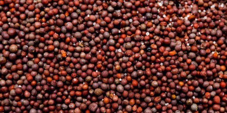 Brasil abre mercado para sementes de canola na África do Sul e produtos pet no México