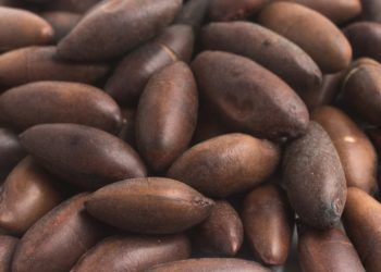 Brasil amplia exportações agropecuárias com novos mercados na União Europeia e Malásia