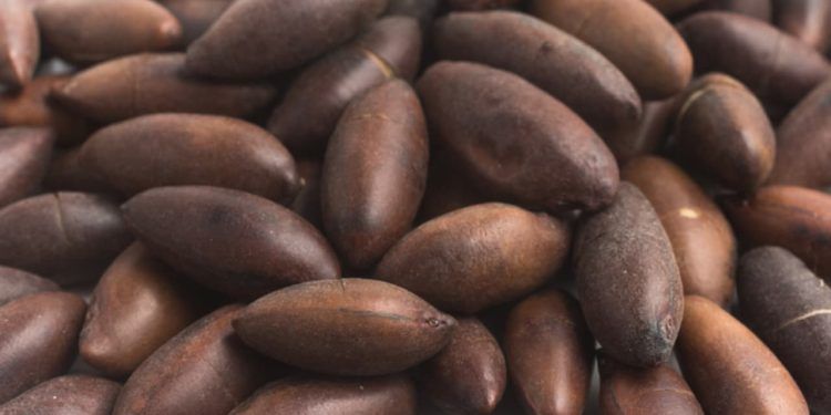 Brasil amplia exportações agropecuárias com novos mercados na União Europeia e Malásia
