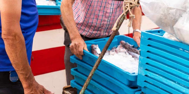 Brasil conquista acesso ao mercado chinês para exportações de pescados