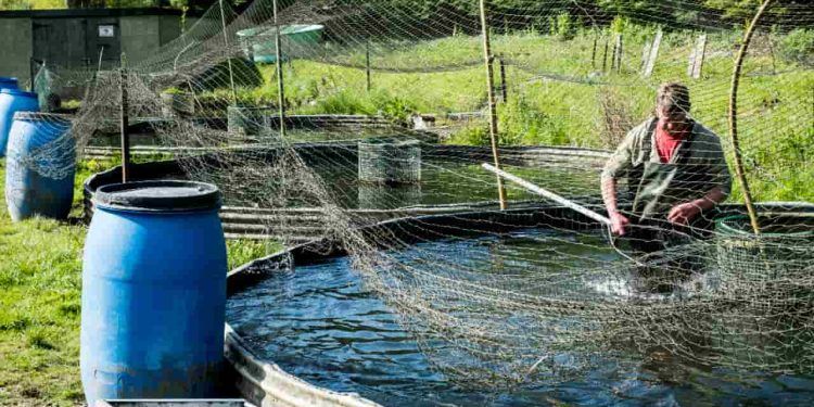 Cadastro de aquicultores no Registro Geral é prorrogado até 2026; veja como fazer