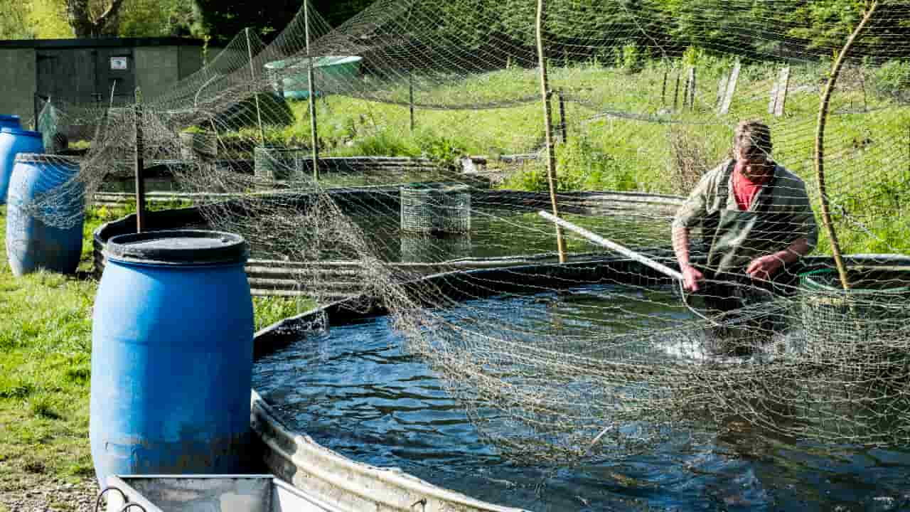 Cadastro de aquicultores no Registro Geral é prorrogado até 2026; veja como fazer