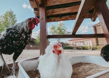 Ceará registra primeiro foco de gripe aviária aves domésticas