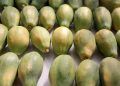 Compostos naturais vencem fungicidas sintéticos no controle de fungos em mamão e laranja