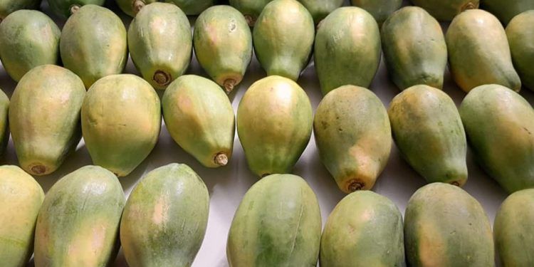 Compostos naturais vencem fungicidas sintéticos no controle de fungos em mamão e laranja