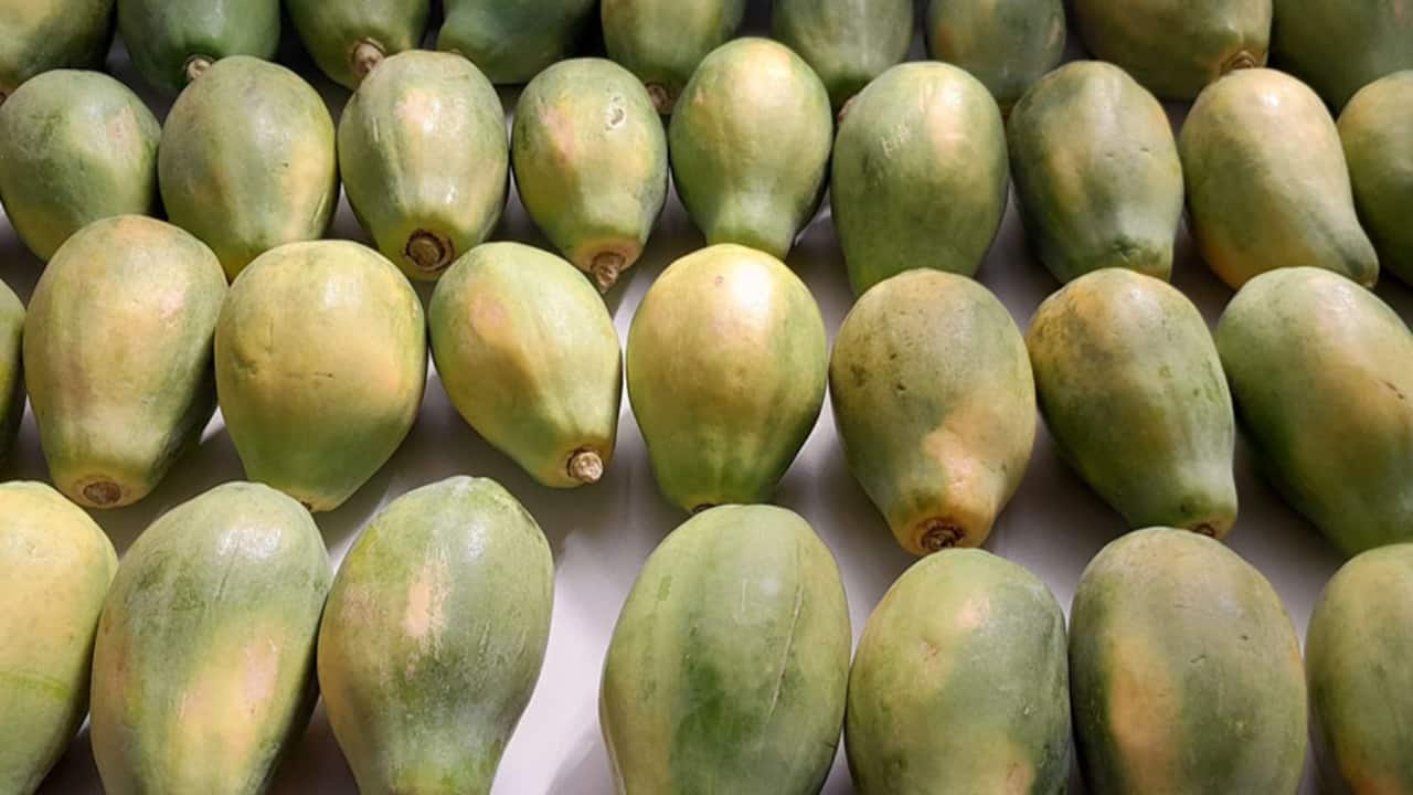 Compostos naturais vencem fungicidas sintéticos no controle de fungos em mamão e laranja