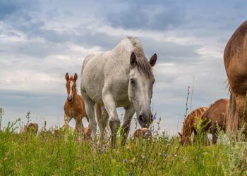 Contaminação em ração para cavalos provoca 245 mortes e mobiliza alerta sanitário no país