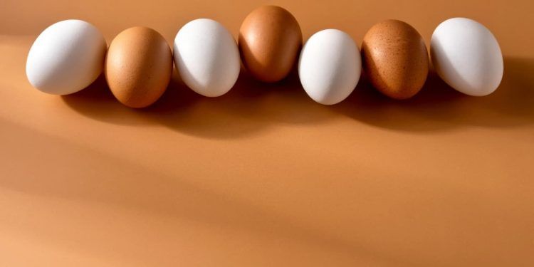 Exportações brasileiras de ovos registram crescimento de quase 200% no semestre