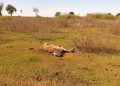 Fazenda em Goiás é investigada por maus-tratos após morte de 80 bovinos