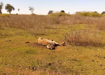 Fazenda em Goiás é investigada por maus-tratos após morte de 80 bovinos