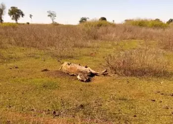 Fazenda em Goiás é investigada por maus-tratos após morte de 80 bovinos