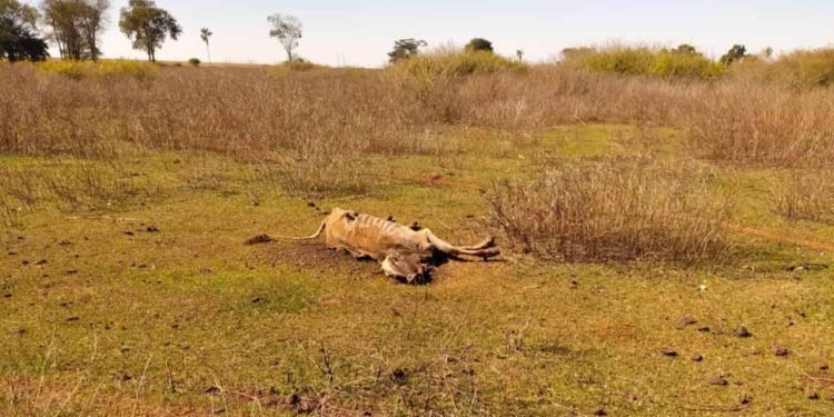 Fazenda em Goiás é investigada por maus-tratos após morte de 80 bovinos