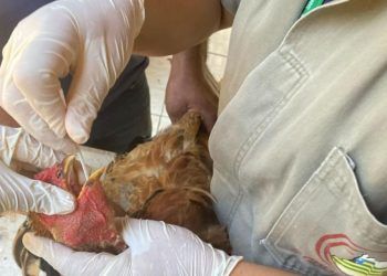 Goiás conclui ciclo de vigilância contra gripe aviária e Doença de Newcastle