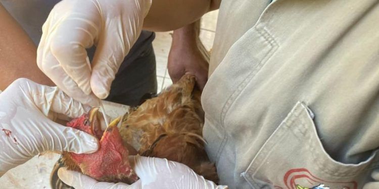 Goiás conclui ciclo de vigilância contra gripe aviária e Doença de Newcastle