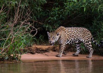 Goiás entra em alerta após ataques de onças e aciona o MP