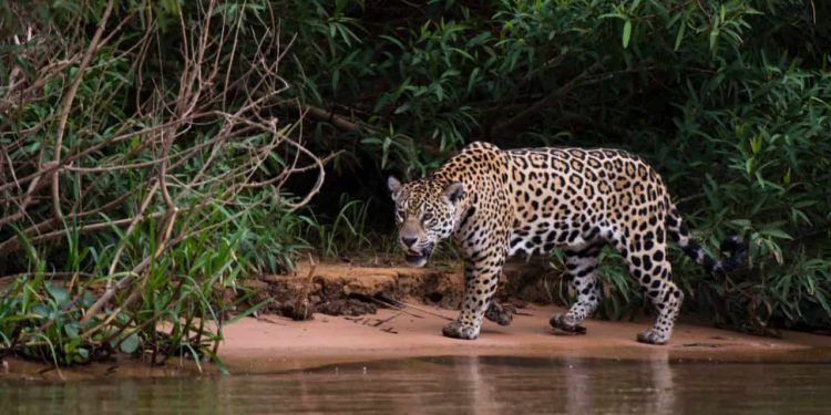 Goiás entra em alerta após ataques de onças e aciona o MP