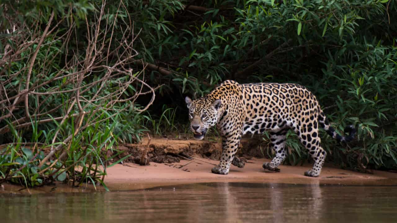 Goiás entra em estado de alerta após ataques de onças em propriedades rurais