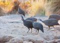 Gripe aviária atinge aves e leva à morte de 16 galinhas-d’angola no BioParque do Rio