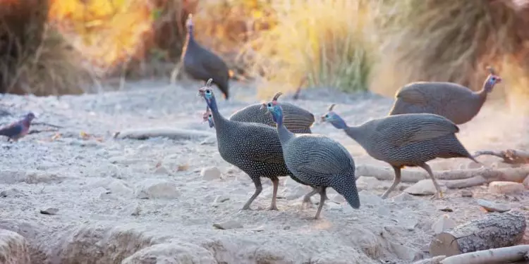 Gripe aviária atinge aves e leva à morte de 16 galinhas-d’angola no BioParque do Rio 1 Gripe aviária atinge aves e leva à morte de 16 galinhas-d’angola no BioParque do Rio