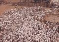 Mais de 2 mil bois impressionam a web ao serem levados a curral no norte de Goiás