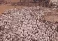 Mais de 2 mil bois impressionam a web ao serem levados a curral no norte de Goiás