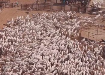 Mais de 2 mil bois impressionam a web ao serem levados a curral no norte de Goiás