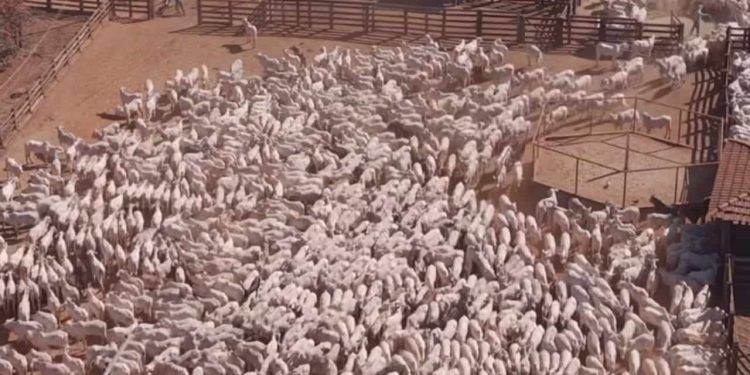 Mais de 2 mil bois impressionam a web ao serem levados a curral no norte de Goiás