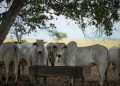 Medida propõe retirar do mercado aditivos com antimicrobianos usados em animais