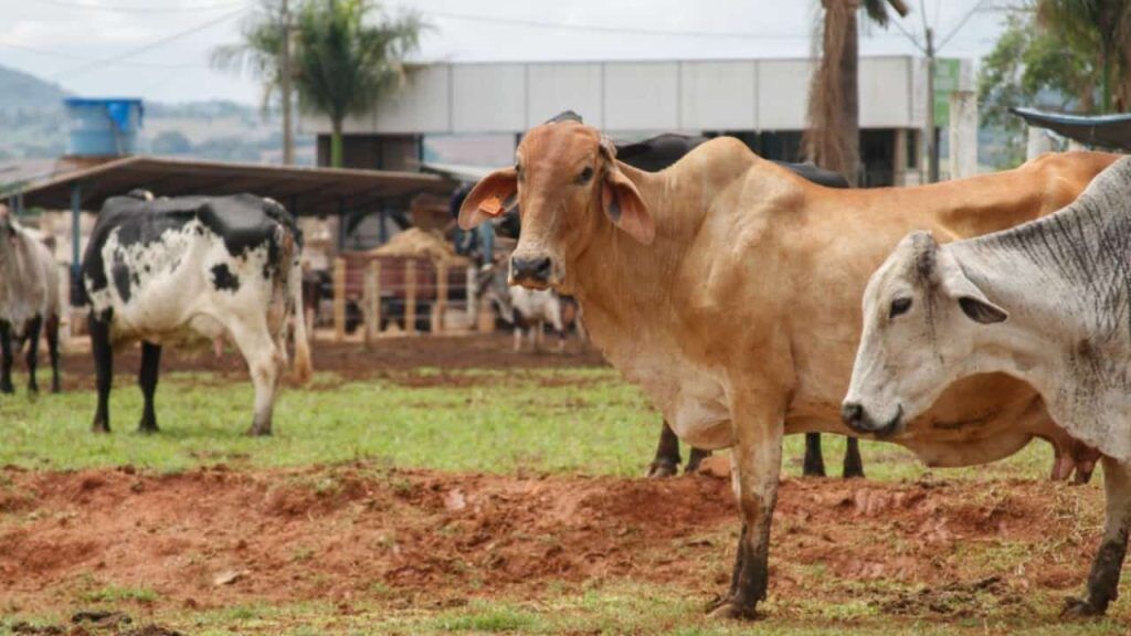 Nova regra amplia financiamento para melhoramento genético da pecuária sustentável 3 Melhoramento genético bovino impulsiona produção leiteira em Goiás