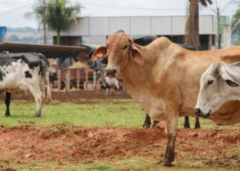Melhoramento genético bovino impulsiona produção leiteira em Goiás