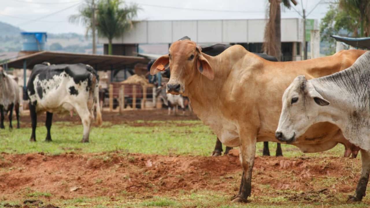 Melhoramento genético bovino impulsiona produção leiteira em Goiás