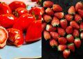 Morango do amor doce tendência que impulsiona pequenos produtores no país